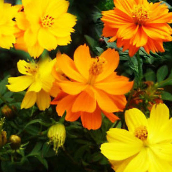 ดาวกระจาย (Cosmos) คละ / ซอง 50 เม็ด (A095)