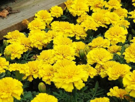 ดาวเรืองฝรั่งเศส (French Marigold) / 60 เม็ด (UK)