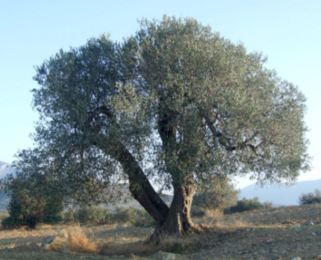 มะกอกโอลีฟ (common Europe Olive) / 5 เม็ด (Portugal)