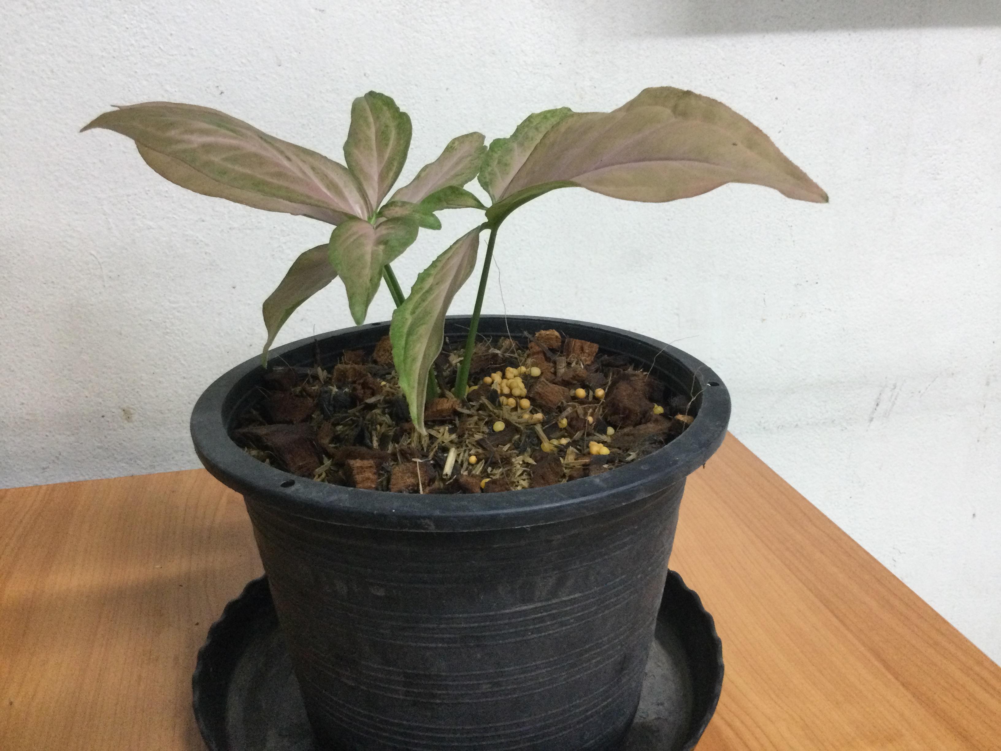 ต้นเงินไหลมา พิ้งค์ สแปลช (Syngonium Pink Splash) กระถาง 8 นิ้ว
