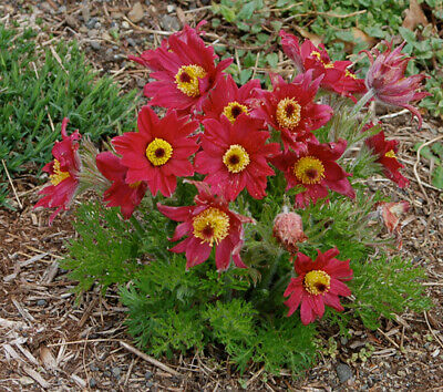 พาสคิว ฟลาวเวอร์ แดง (Pasque flower Red) / 35 เม็ด (Hungary)