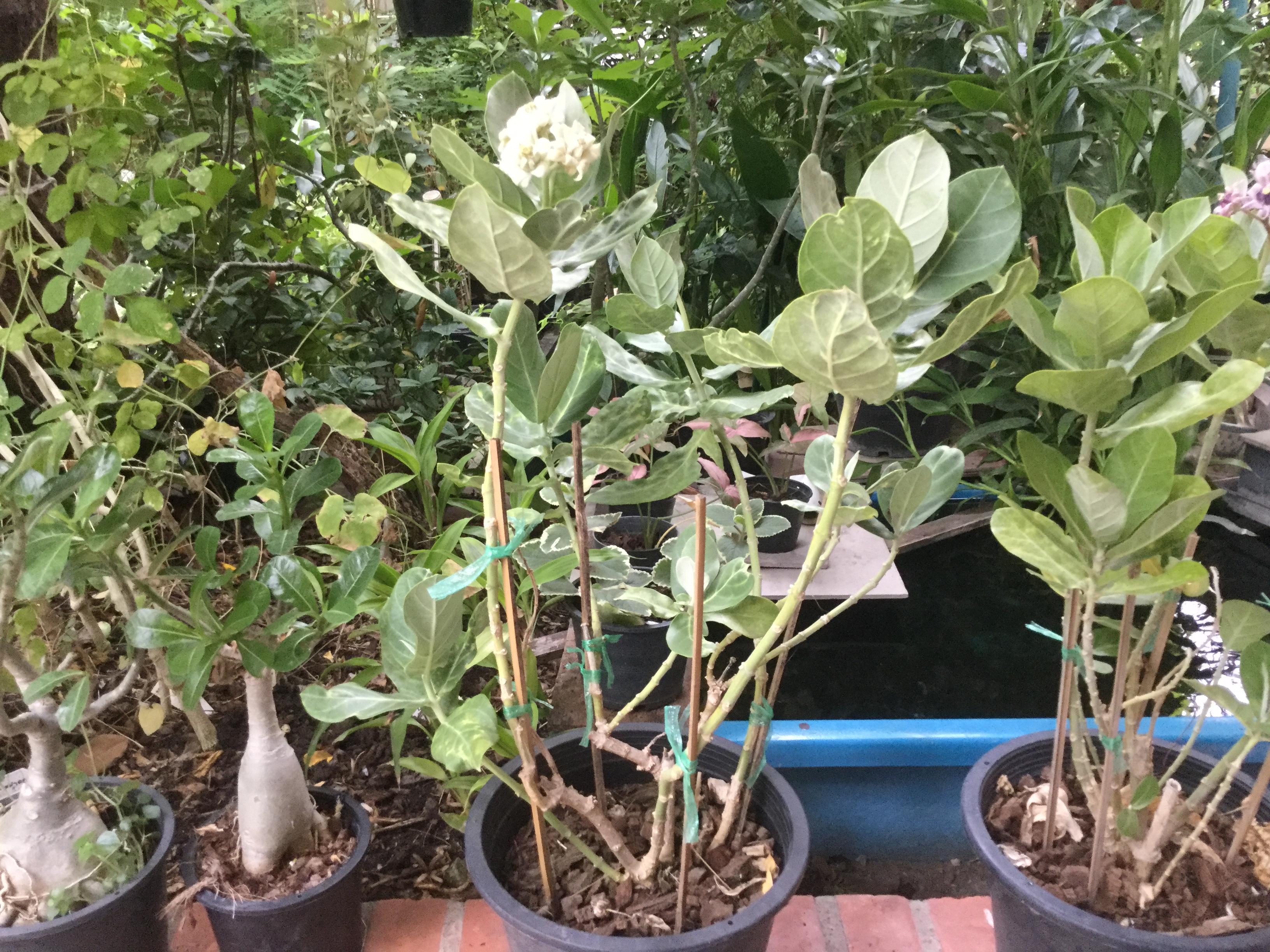 ต้นรัก ดอกซ้อนสีขาว สูง 50-60 ซม. / ต้น