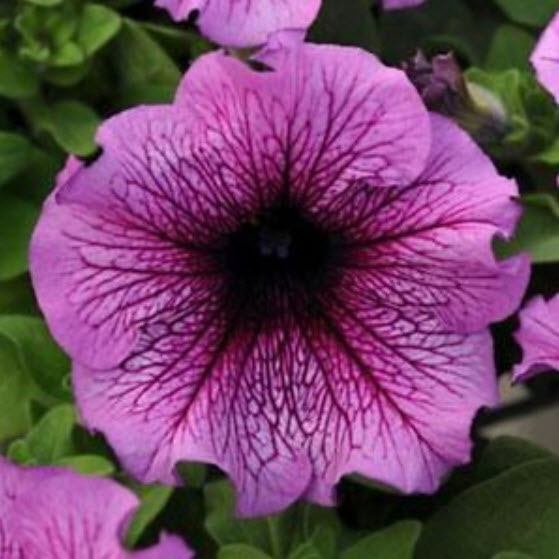 พิทูเนียดอกใหญ่ แดดดี้ เอฟวัน (Petunia Daddy F1) สีม่วง / ซอง 10 เม็ด (Ukraine)