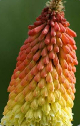 เรด ฮอท โป๊กเกอร์ (Red Hot Poker / Torch Lily) / 10 เม็ด (Germany)