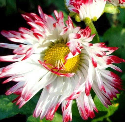 อิงลิชเดซี่ มอนสโตรซา (Daisy English Monstrosa) คละ / 500 เม็ด (UK)