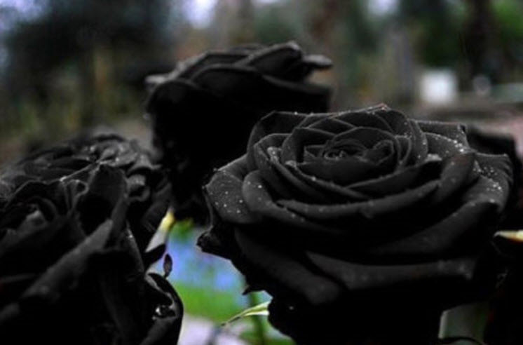 กุหลาบดำ (Black Rose) / 100 เม็ด