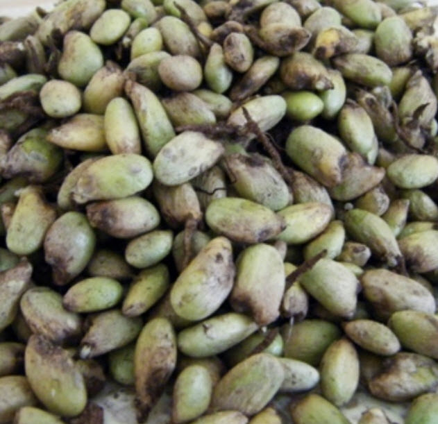 มอนสเตร่า ไจแอนท์ (Monstera Giant) / 50 เม็ด (USA)*