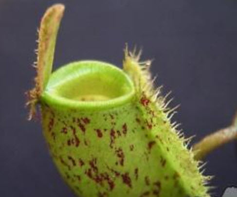 หม้อข้าวหม้อแกงลิง (Nepenthes) ทรงสูง คละ / 50 เม็ด