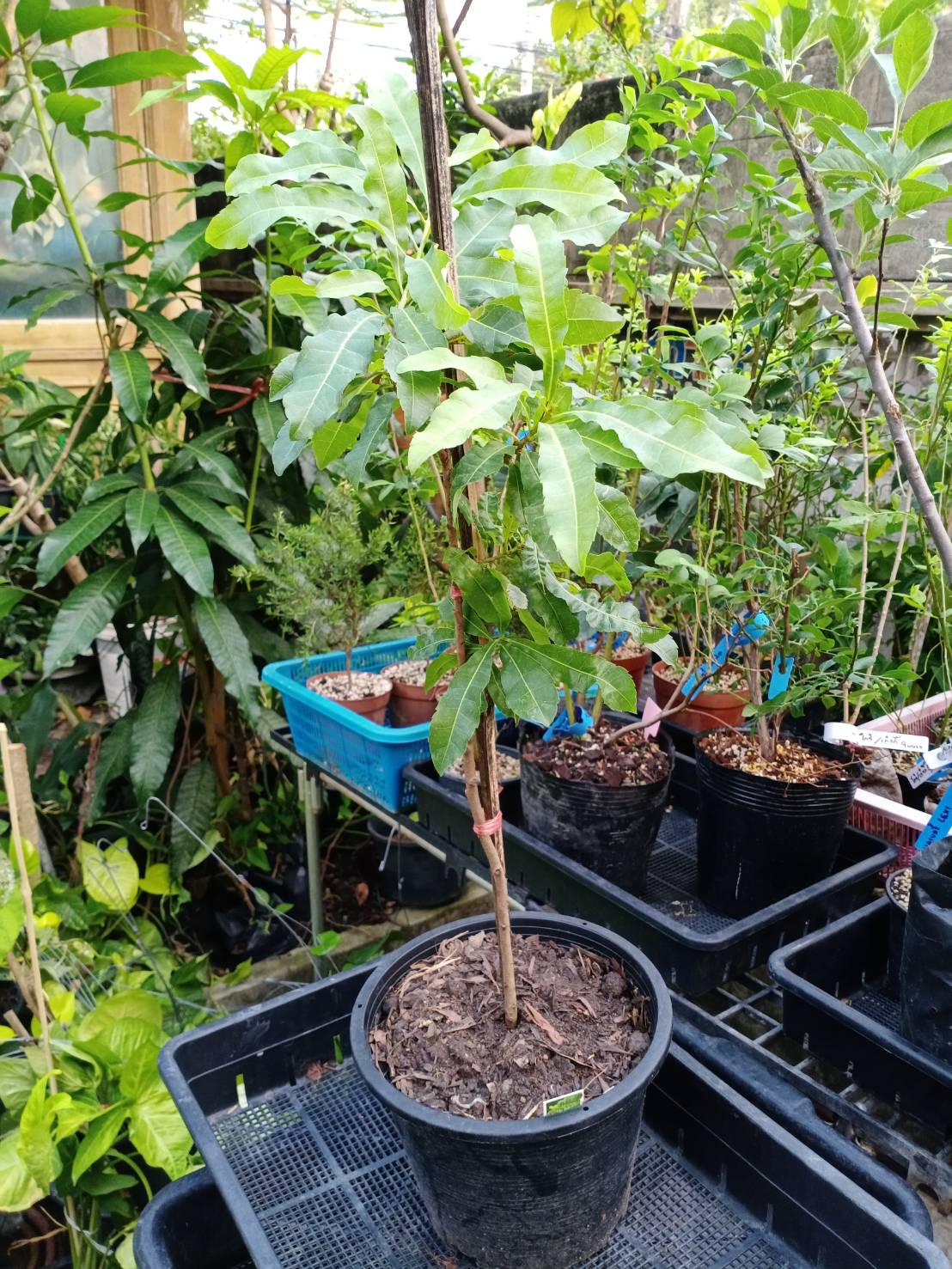 ต้นหยางเหมย/เอี่ยบ๊วย/เบย์เบอรี่แดง/ยัมเบอรี่ สูง 50-70 ซ.ม. (China)