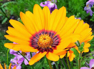 เดซี่ โซลาร์ ไฟร์ (Solar Fire Daisy) / 140 เม็ด (UK)