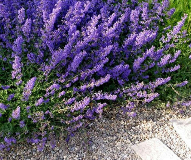 แค็ทนิพ (Catnip / Catmint) / 600 เม็ด (UK)