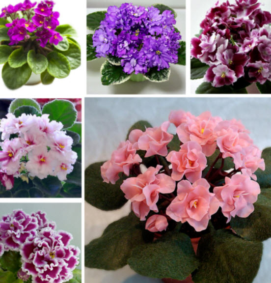 ไวโอเล็ต (Violet) คละ / 300 เม็ด