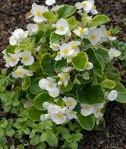 บิโกเนียใบมัน (Wax Begonia) สีขาว / 1,000 เม็ด (UK)