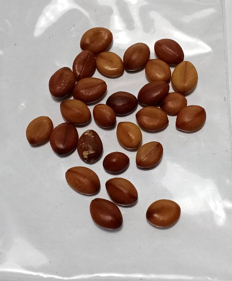 กัลปพฤกษ์ (Pink cassia) / 25 เม็ด (P2S)