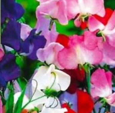 สวีทพี แมมมอธ (Sweet Pea Mammoth) คละ / 25 เม็ด (Australia)