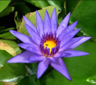 บัวขาบ (Nymphaea cyanea) สีม่วง / 200 เม็ด