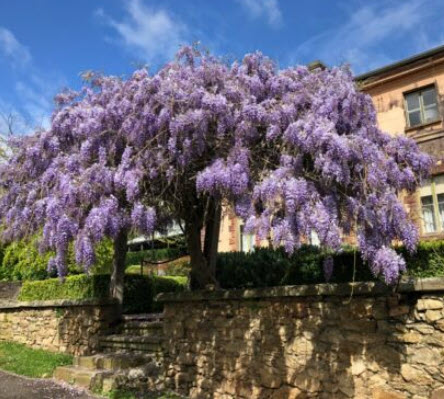 ต้นวิสทีเรีย (Wisteria) วิสเทียเรีย วีสเตียเรีย กระถาง 10 นิ้ว ไม้เถาเลื้อย
