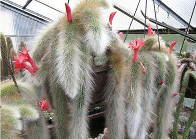 แคคตัสหางลิง (Monkey Tail Cactus) / 50 เม็ด