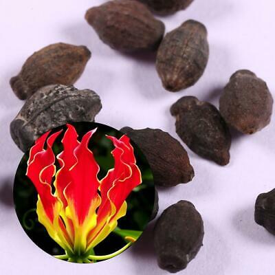 ดองดึง (Flame lily / Climbing lily) แดง-เหลือง / 50 เม็ด