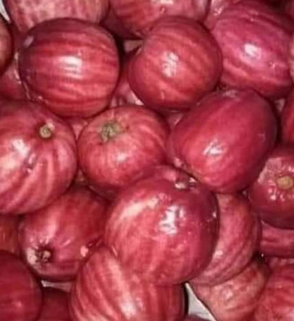 ต้นชมพู่สาแหรก เพาะเมล็ด สูง 55-70 ซ.ม.