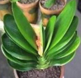 คลิเวีย (Clivia) ฟ้า / 5 เม็ด