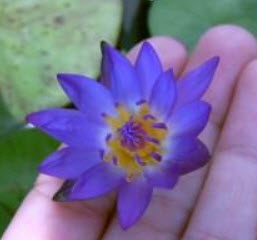 บัวจิ๋ว (Water lily) สีน้ำเงิน / 200 เม็ด