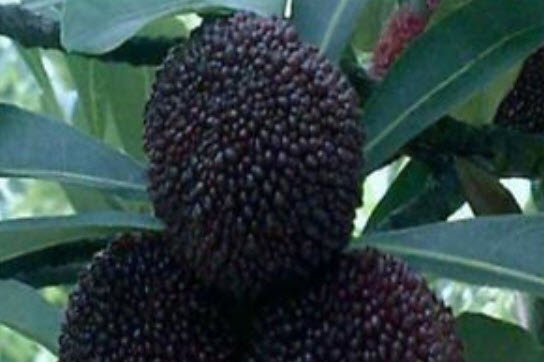 หยางเหมย / ยัมเบอร์รี่ (Yangmei/Yumberry) หวานสีดำ / 5 เม็ด (china)