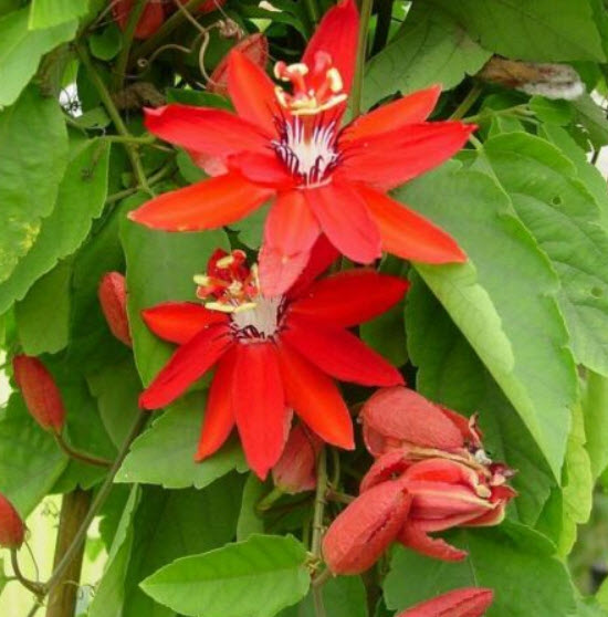 ศรีมาลา (Red Passion Flower / Passiflora coccinea) / 30 เม็ด