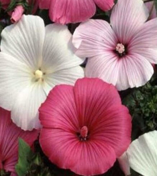 ชบาฝรั่ง (Rose Mallow) คละ / 100 เม็ด (USA)