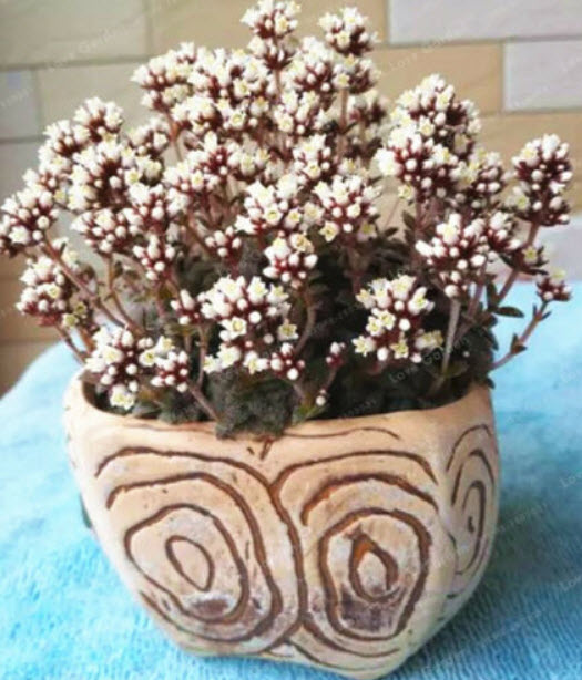 คราสซูล่า (Crassula) คละ / 50 เม็ด