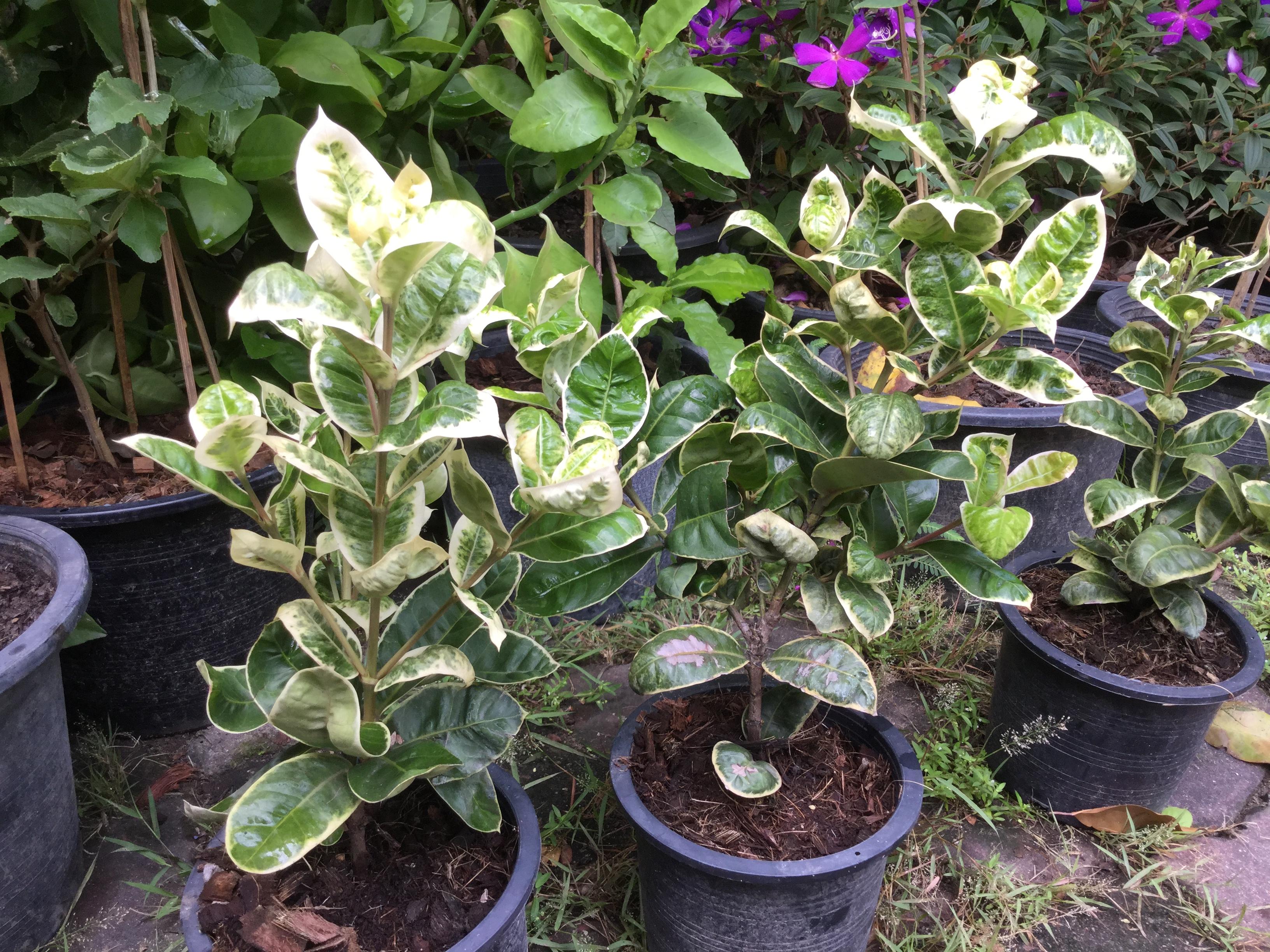 ต้นเข็มด่าง สูง 30-50 ซ.ม. / ต้น