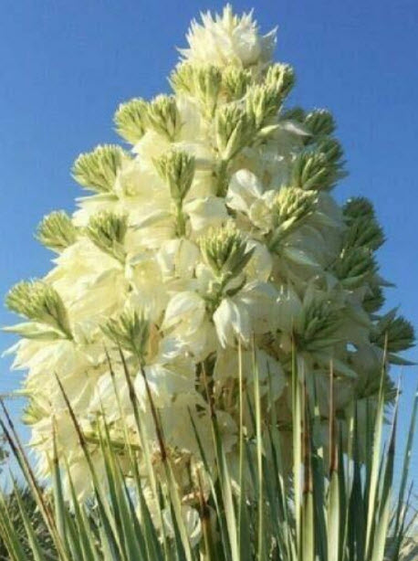 บีค ยุคก้า (Beaked yucca) / 10 เม็ด (Portugal)