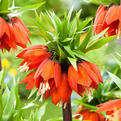 มงกุฏจักรพรรดิ์ (Crown Imperial) สีส้ม / 50 เม็ด