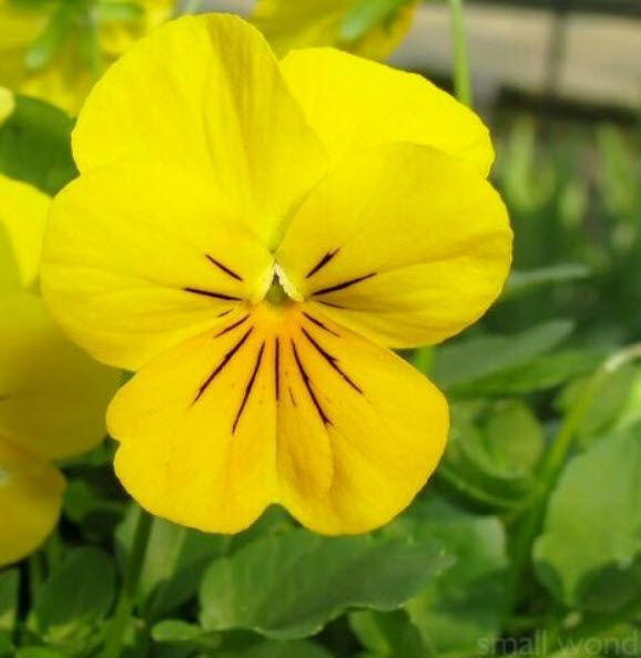 ไวโอลา หรือหน้าแมวจิ๋วสีเหลือง ( Viola cornuta Yellow Perfection) / 200 เม็ด (UK)