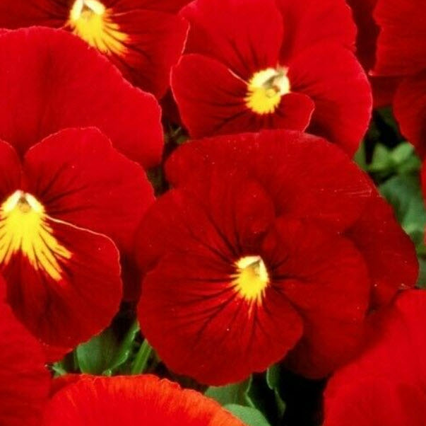 ไวโอลา หรือหน้าแมวจิ๋วสีแดง (Viola Clear Crystal Scarlet) / 200 เม็ด (UK)