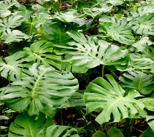 มอนสเตร่า ไจแอนท์ (Monstera Giant) / 5 เม็ด (USA)*