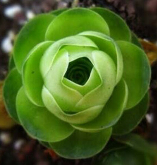 กรีโนเวีย (Greenovia) / 100 เม็ด