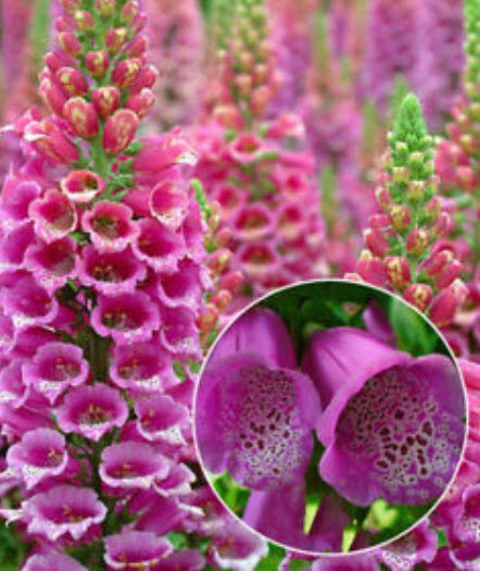 ดิจิทาลิส (Digitalis - Excelsior) คละ / 10,000 เม็ด (UK)