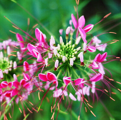เสี้ยนฝรั่ง (Spider flower) คละ / ซอง 80 เม็ด (P2S)*