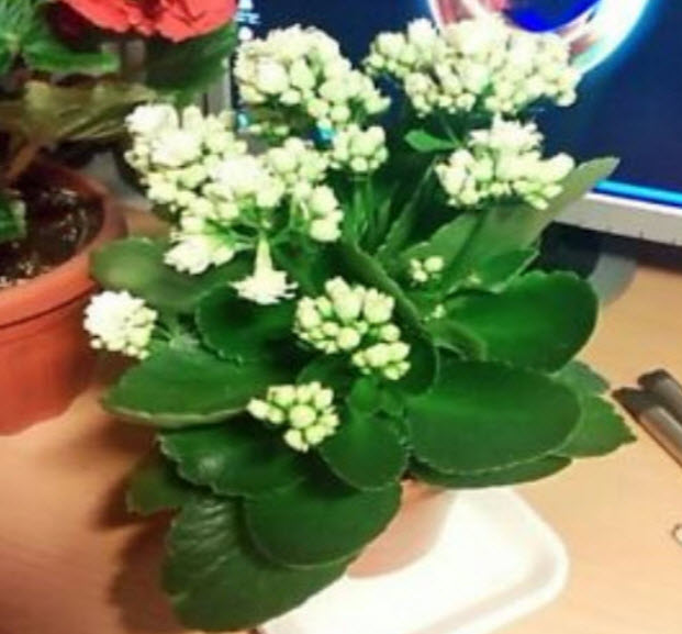 ต้นกุหลาบหิน สีขาว ซ้อน size-S / ต้น