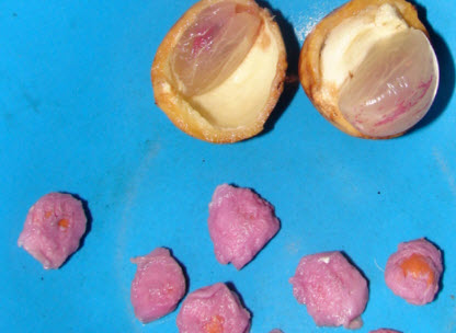 มะไฟ (Burmese Grape) / 10 เม็ด