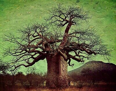 อัฟริกัน เบาบับ (African Baobab) / 5 เม็ด (Portugal)
