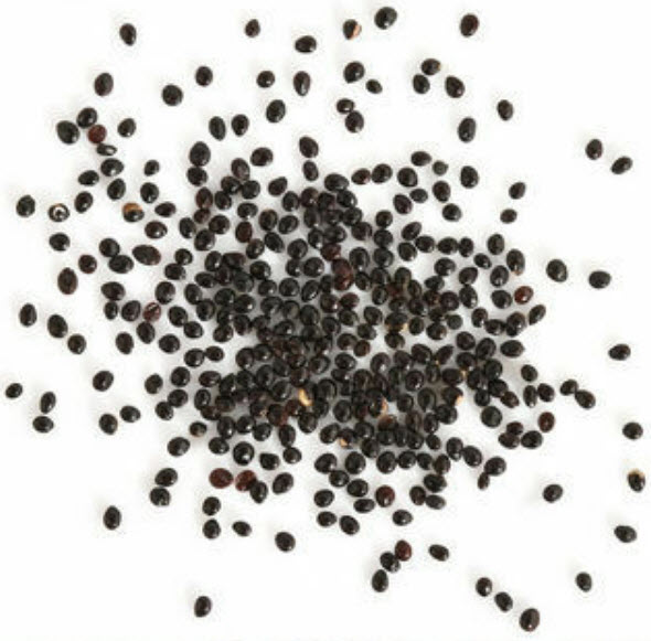 กล้วยบอนไซ (Dwarf Banana Tree) / 50 เม็ด (China)