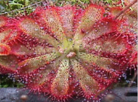 พืชกินแมลง (Carnivorous Plants) รวมมิตร / 40 เม็ด