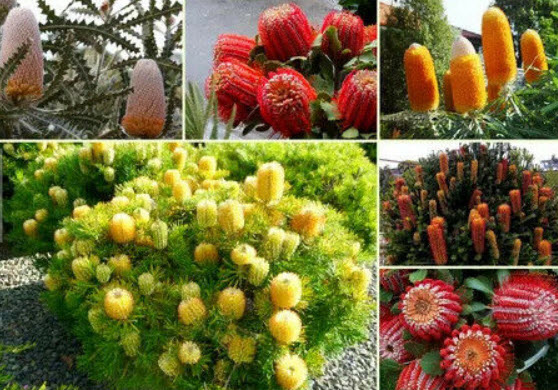 แบงเซีย (Banksia) คละ / 5 เม็ด (China)