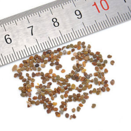 คาลล่า ลิลี่ (Calla Lily) บอนไซ คละ / 100 เม็ด (นอก)