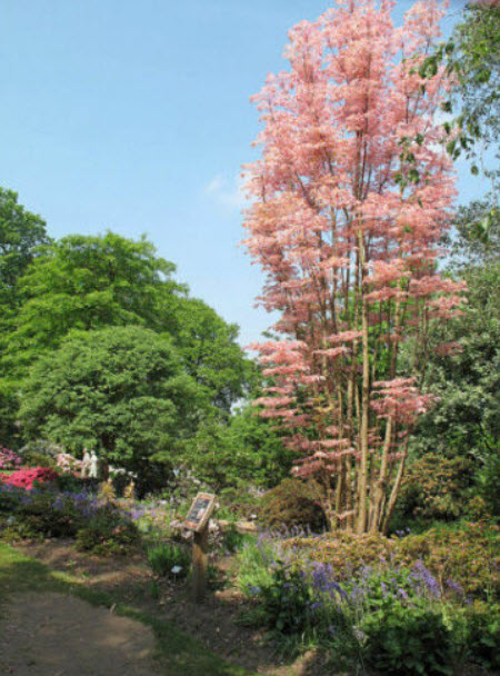 มะฮ็อกกานีจีน (Chinese Mahogany) / 30 เม็ด (China)