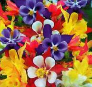 โคลัมบายน์ (Columbine) คละ / ซอง 50 เม็ด (A113)