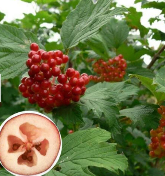 แครนเบอร์รี่ (Cranberry) / 100 เม็ด (นอก)