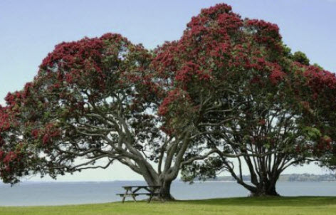 คริสต์มาสนิวซีแลนด์ ดอกแดง (Pohutukawa / Metrosideros excelsa) / 400 เม็ด (Spain)*